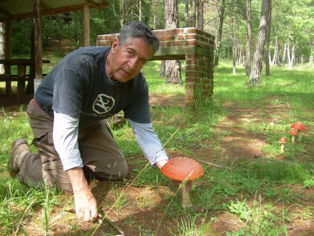  Champignons et interprétation 